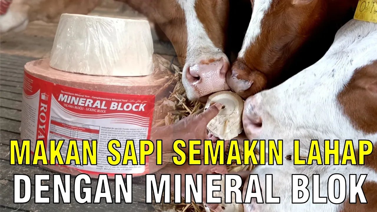 
                                 Suplemen-Pakan-Mineral-Blok-Sapi-Semakin-Lahap